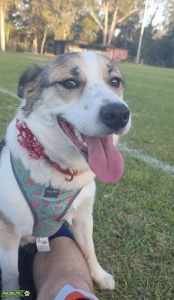 Nigerian Husky x Border Collie Listing Image