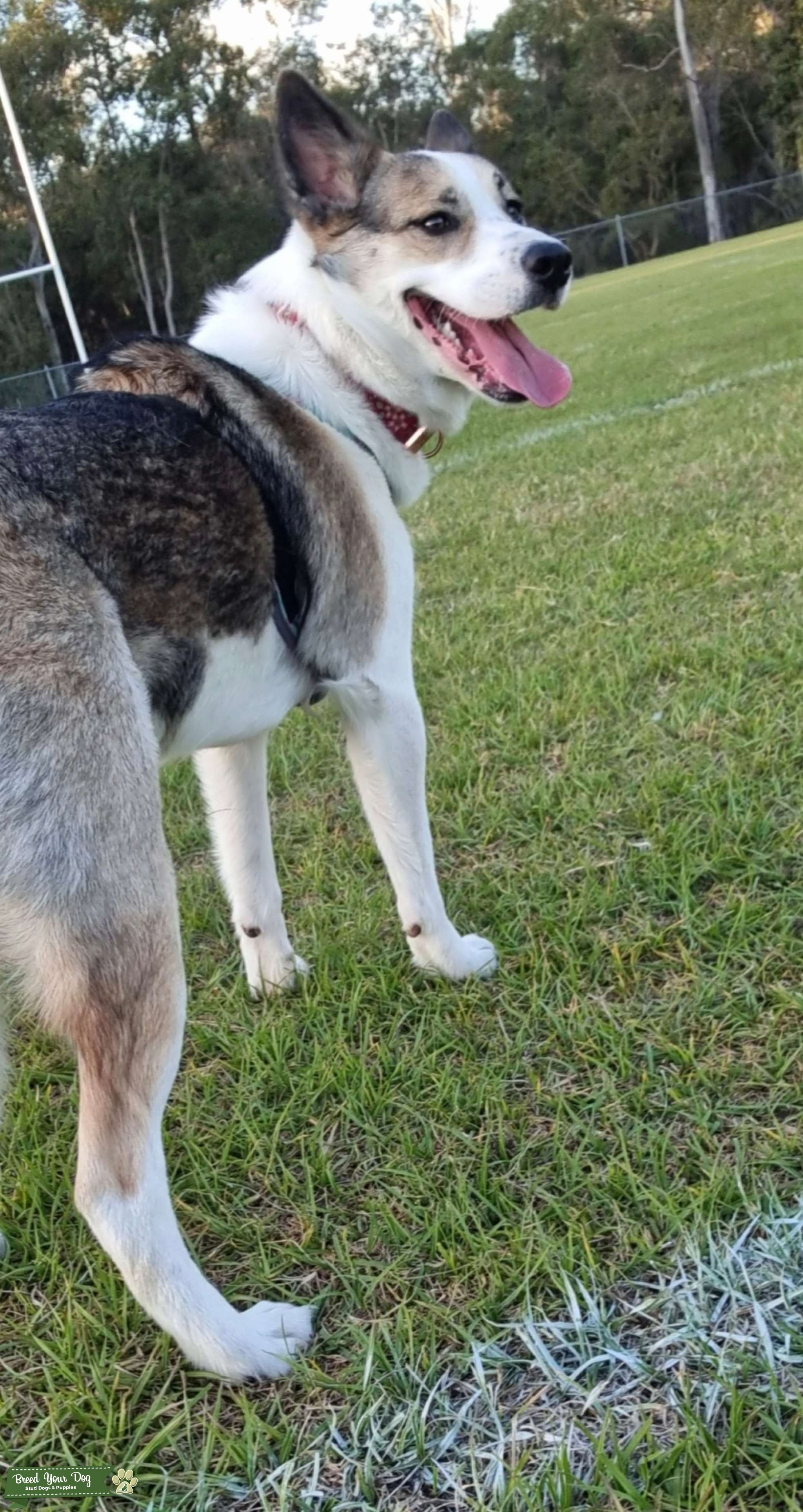 Nigerian Husky x Border Collie Stud Dog Logan city, Queensland