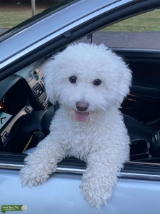 White bishon Poodle  Listing Image