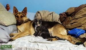 Looking for a AKC German Shepherd stud Listing Image