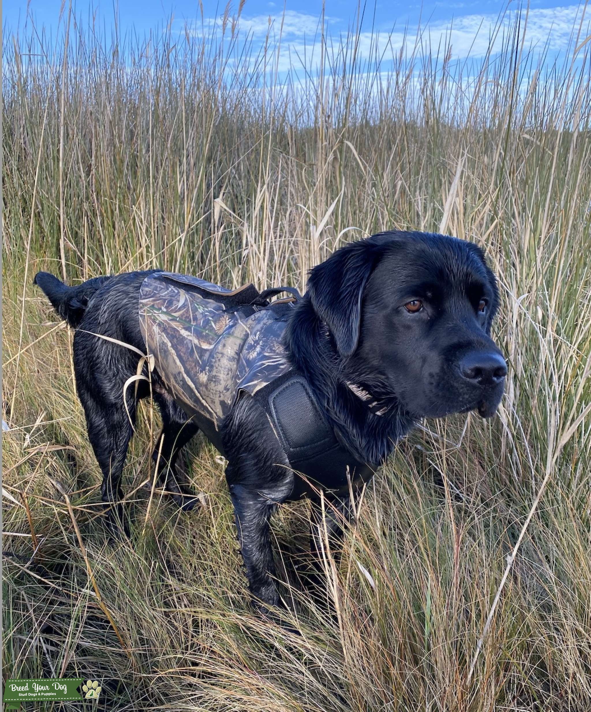 AKC Black Labrador Retriever Stud Stud Dog in North Carolina, the