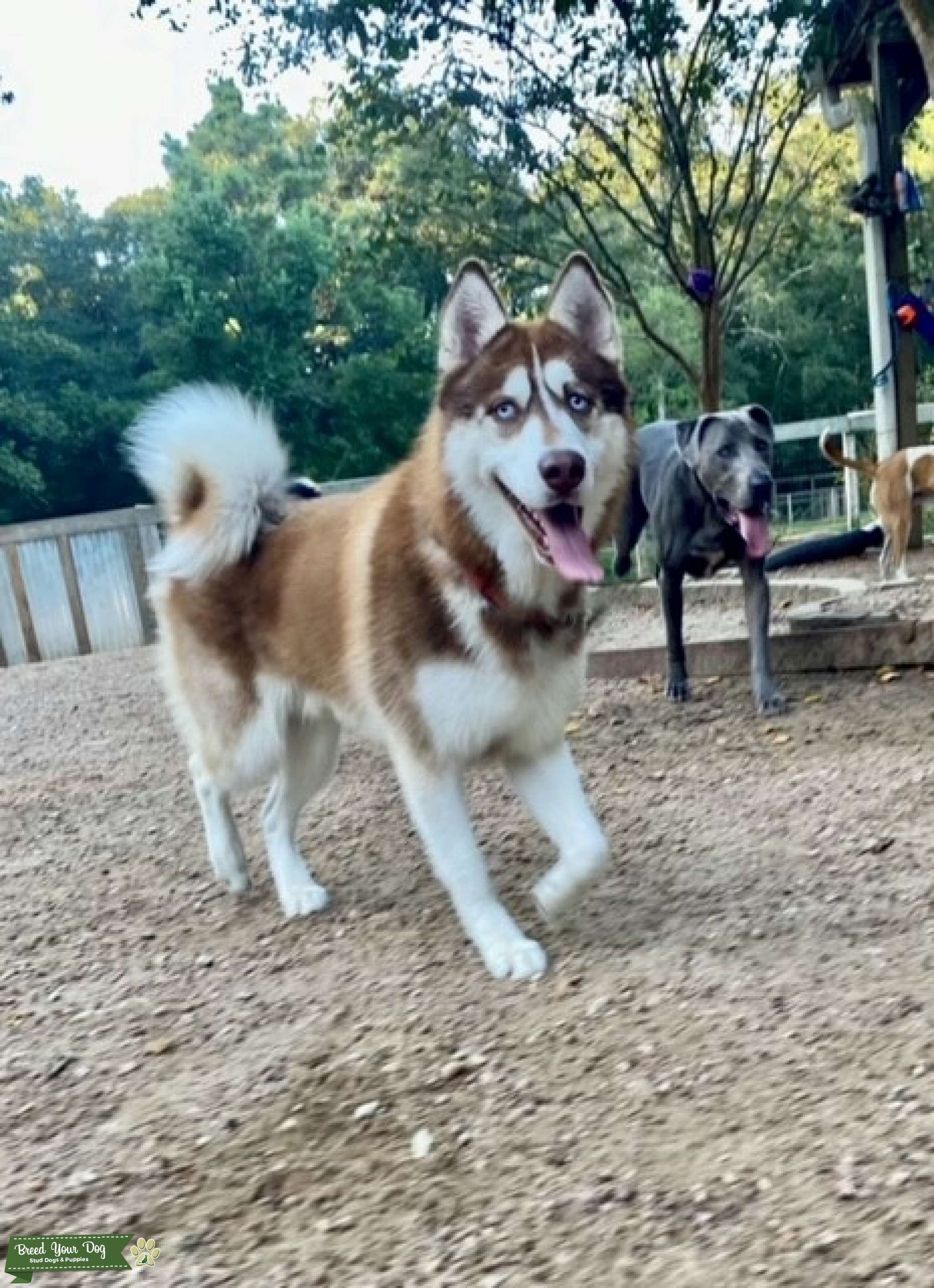 Siberian Husky Brown - Stud Dog TEXAS (REQUIRED) - Breed Your Dog