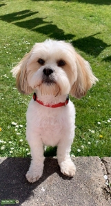 Gorgeous natured male Listing Image