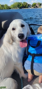 English Cream Golden Retriever Female Listing Image