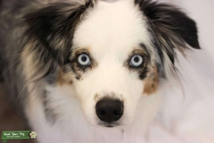 Blue-Eyed Blue Merle Australian Shepherd  Listing Image
