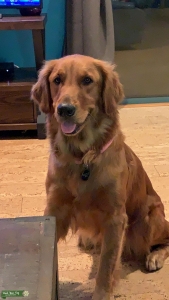 Red Golden Retriever  Listing Image