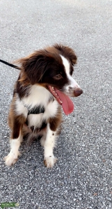 Mini Australian Shepard  Listing Image