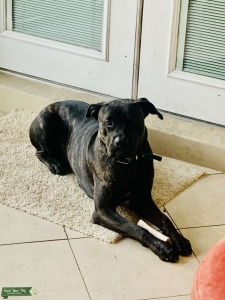 Stud Dog  Listing Image