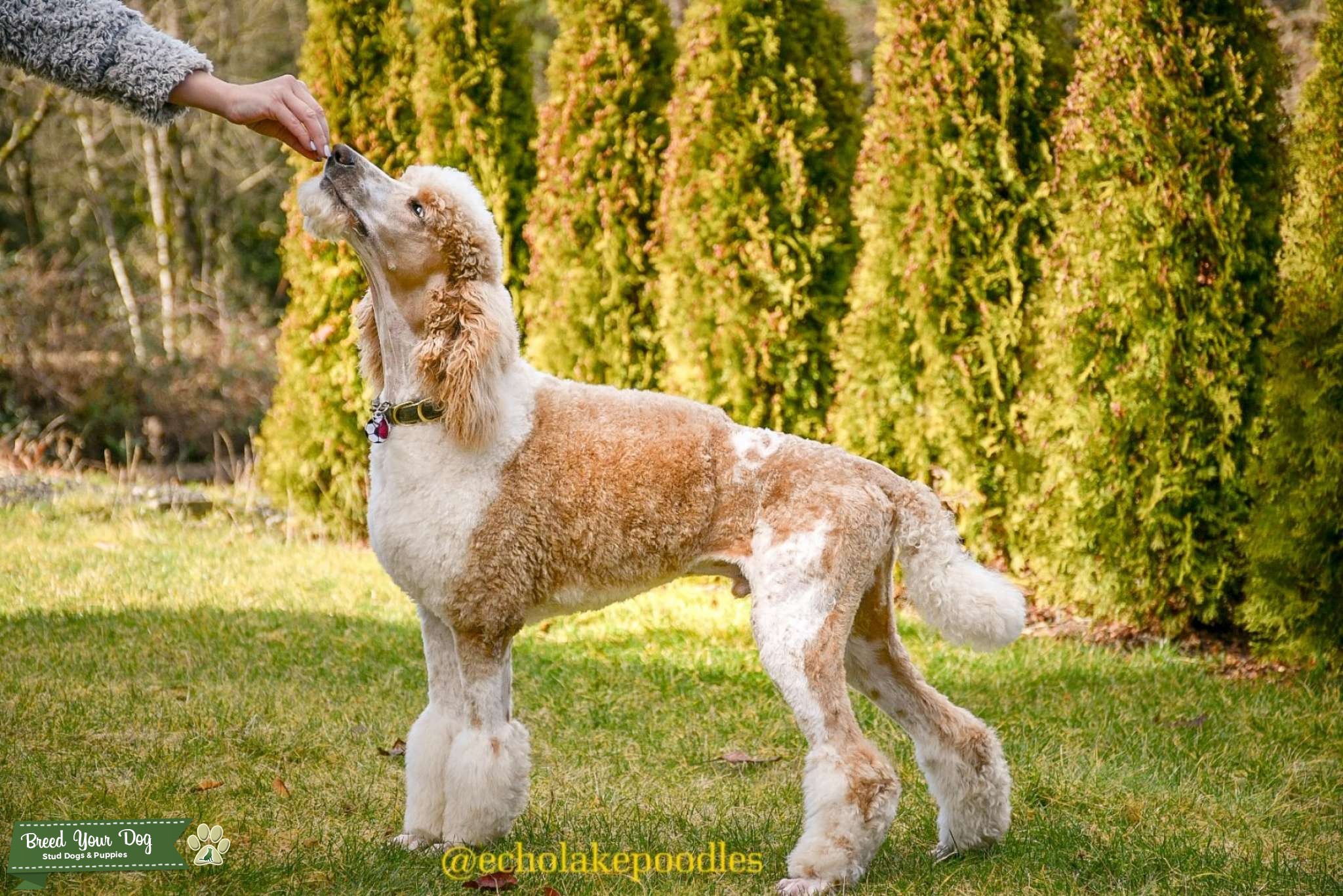 Boris AKC Standard Poodle Stud Dog in Washington, United States