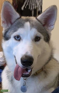 White/Beige/Black Alaskan malamute Listing Image