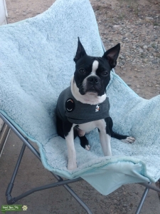 Black and White Boston Terrier Stud Listing Image