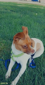Jack Russell  Listing Image