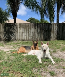 White German Shepherd Lady Dog looking for stud  Listing Image