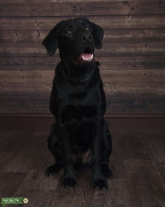 Black Labrador Retriever Stud Listing Image