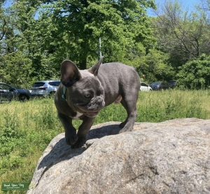 Stud Blue Brindle French bulldog Listing Image