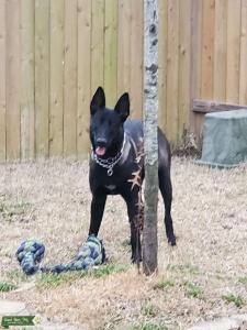 Belgian Malinois Listing Image