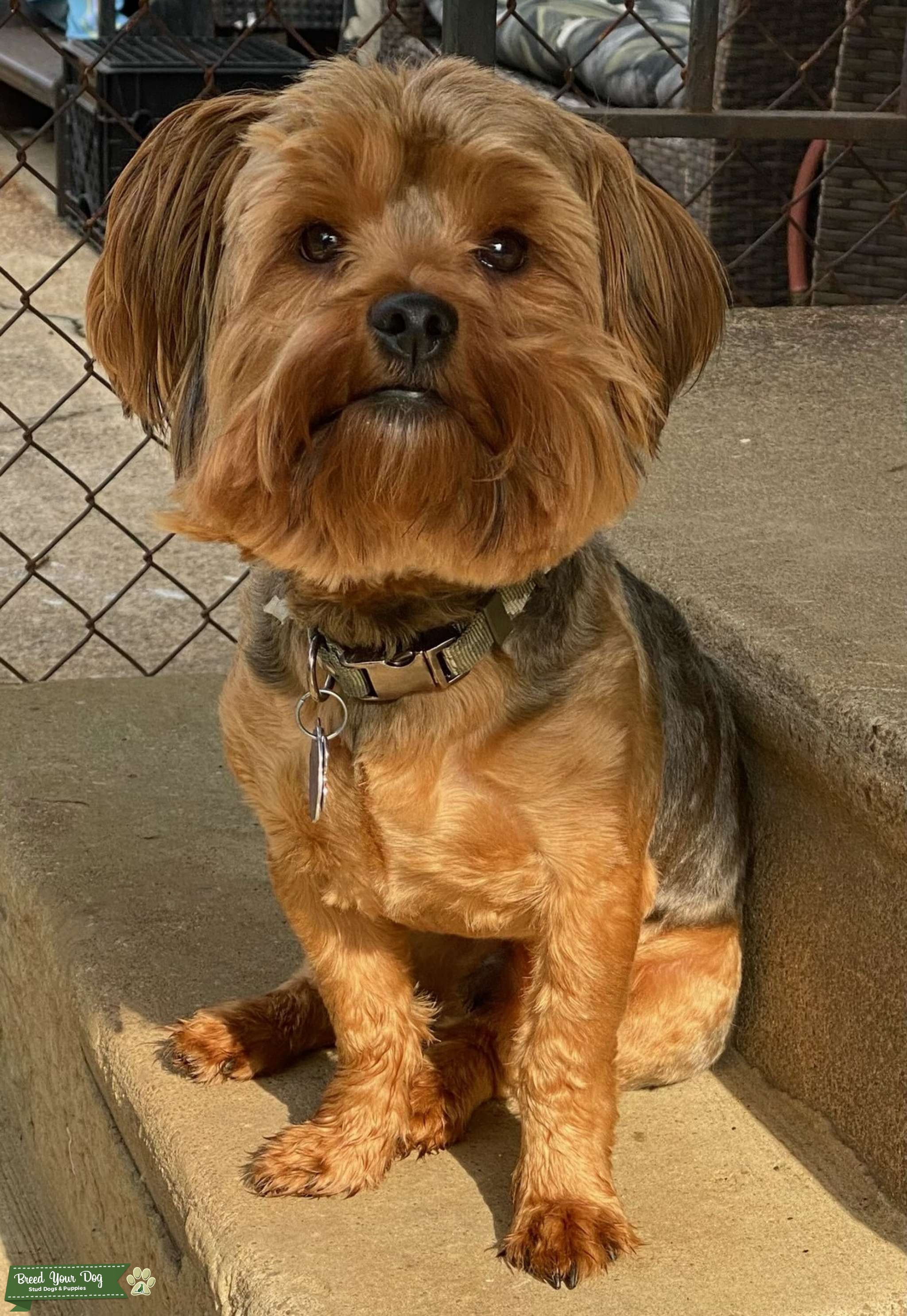Full Bred Yorkshire Terrier Stud Dog in Maryland, the United States