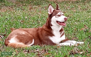 Husky Female Looking for Stud(ANY COLOR EXCEPT RED) Listing Image
