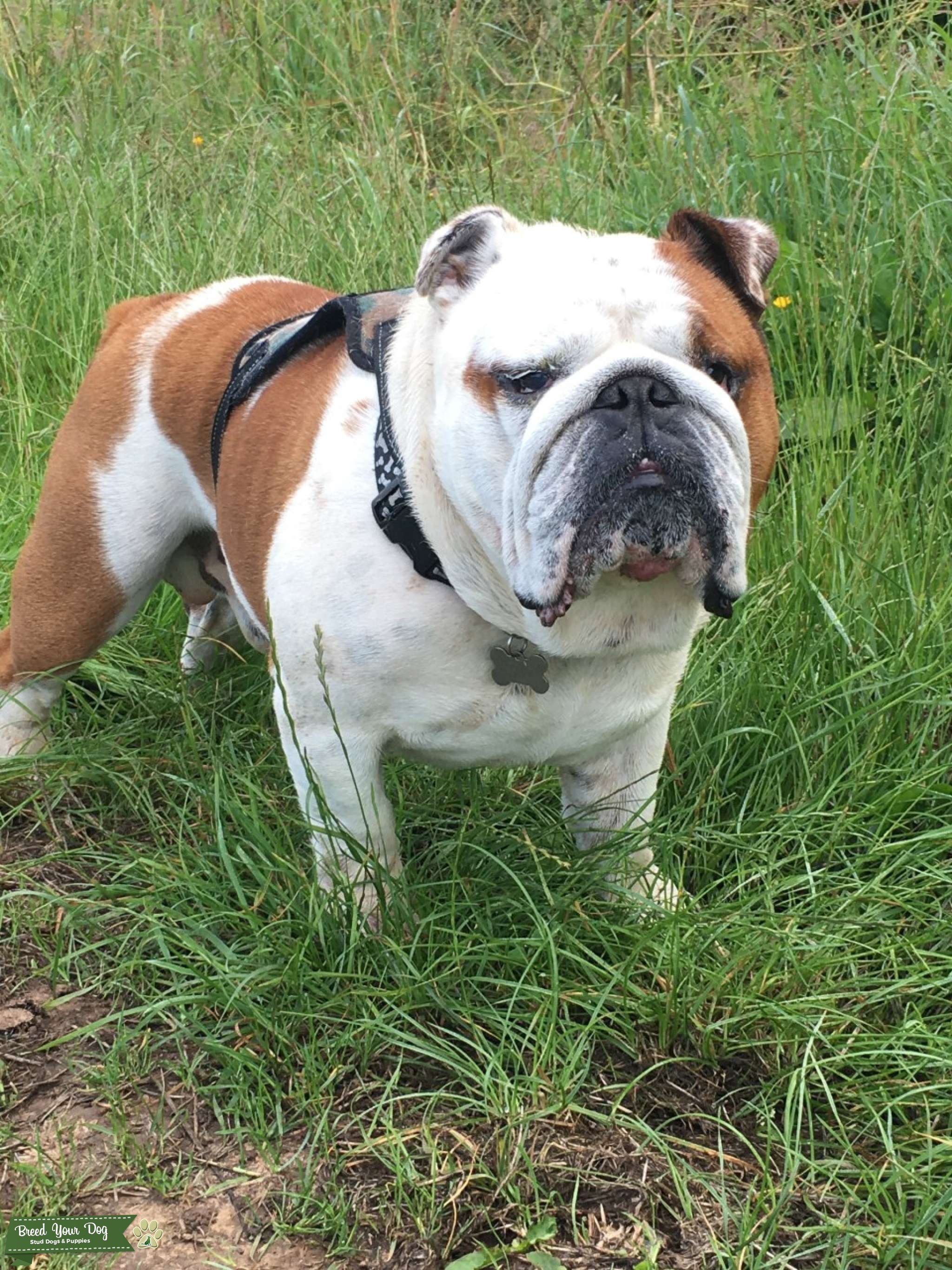 Pedigree British Bulldog Stud Dog in Middlesbrough, the United States Breed Your Dog