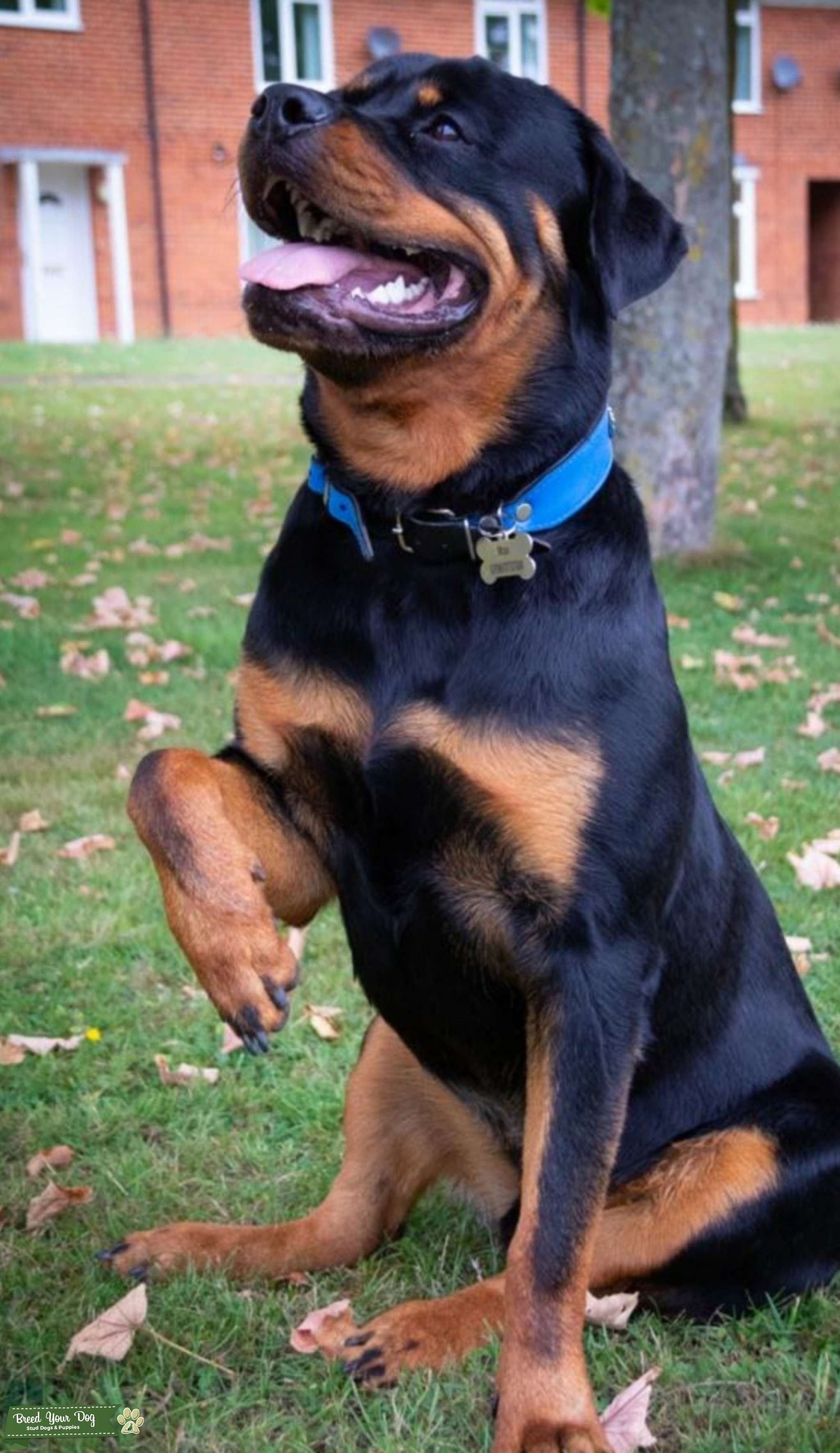 Stunning Rottweiler for Stud Stud Dog in Berkshire, United States