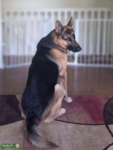 Black & Tan AKC registered German Shepherd  Listing Image