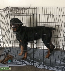 German Rottweiler  Listing Image