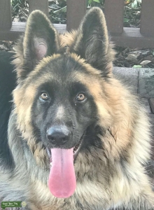 Beautiful 100 lbs, full blooded and purebred long haired German Shepherd Listing Image