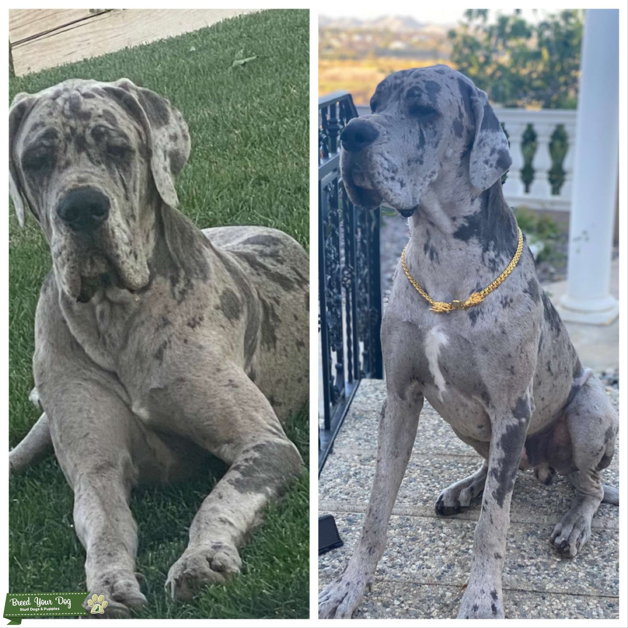 Full Breed European Merle Great Dane Stud Dog in Riverside California , United States Breed