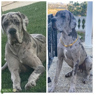 Full Breed European Merle Great Dane  Listing Image
