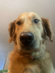 Need a golden retriever stud  Listing Image
