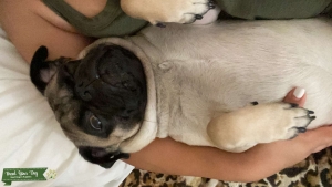 Pug (stud)  Listing Image