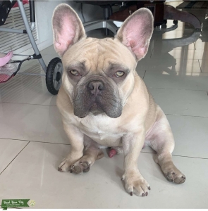 Kylo.frenchbulldog Listing Image
