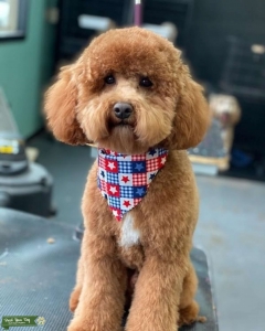 AKC Bluegrass Doodle Cash Listing Image