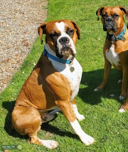 Flashy Fawn with perfect demeanor and build Listing Image