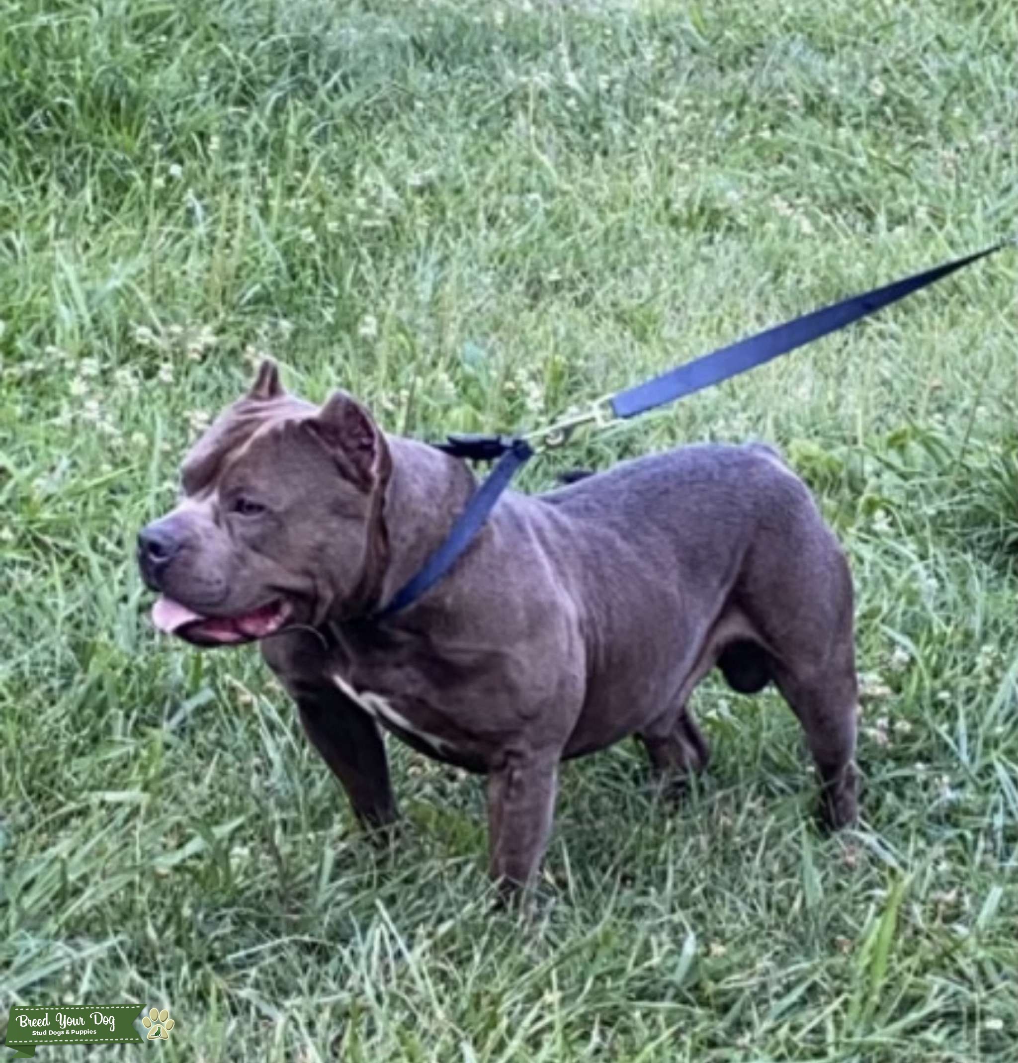 Blue Pocket Bully Stud Stud Dog in SoVA, the United States Breed Your Dog