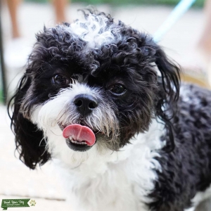 Shih-Poo Male  Listing Image