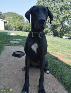 AKC Harlequin Bred Mantle Listing Image
