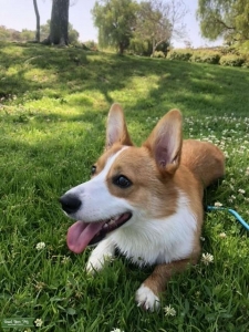 1 year old corgi stud  Listing Image