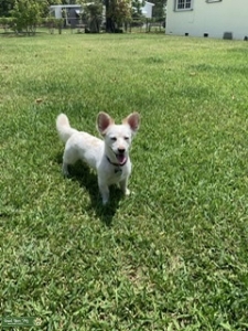 CoJack -corgi/ jack Russell mix stud Listing Image