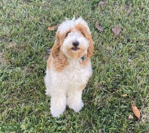 Molly the mini golden doodle  Listing Image