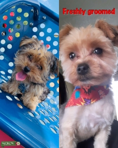 Looking to breed!!  Listing Image
