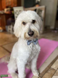 Sweet medium labradoodle stud in the Bay Area Listing Image