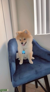 Brown Pomeranian Listing Image
