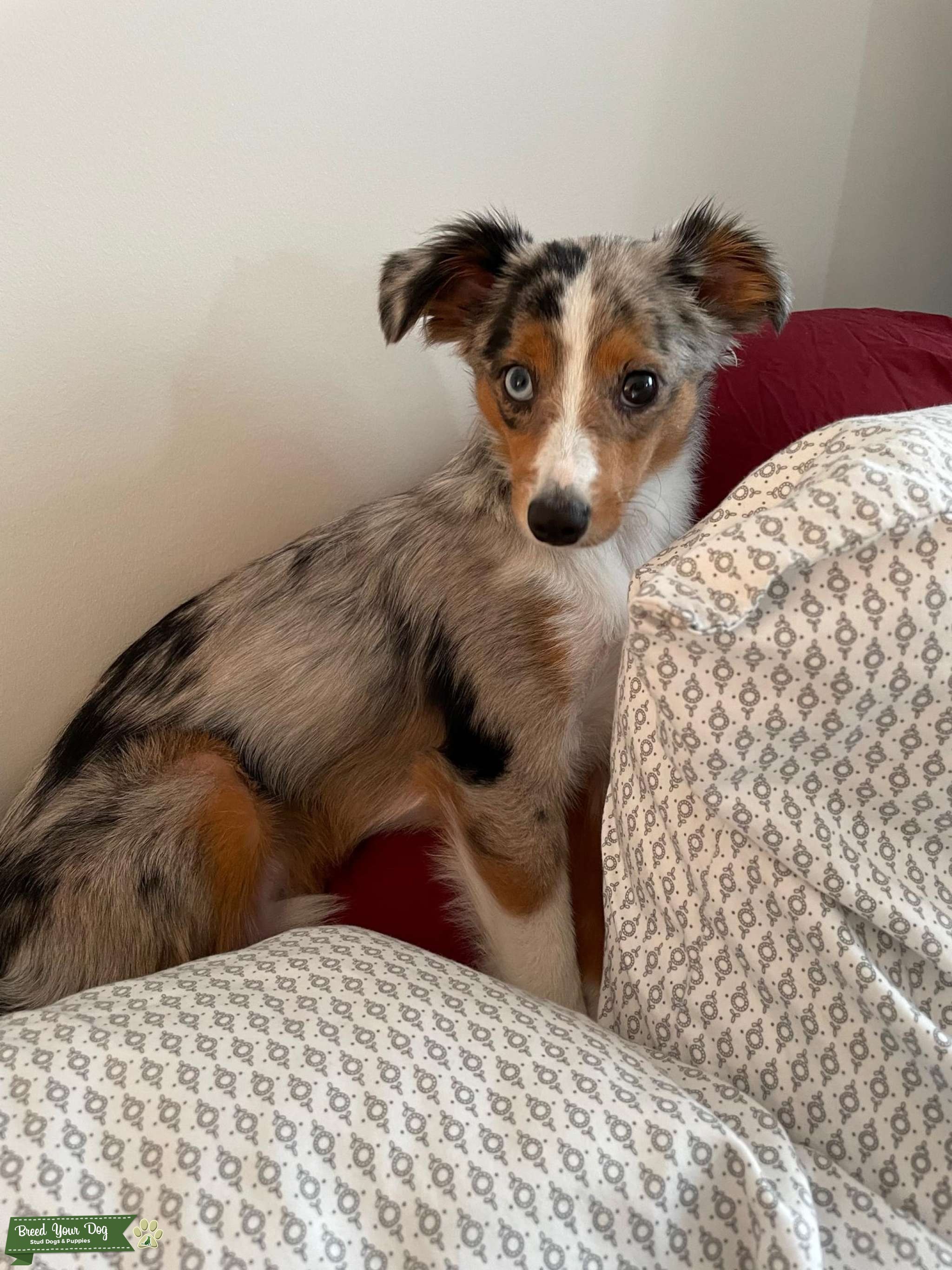 Blue Merle, Tri color coat looking for his Wife Stud Dog in New York