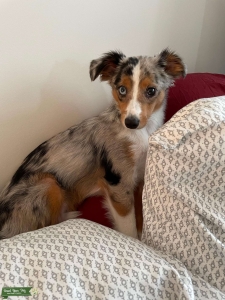 Blue Merle, Tri color coat looking for his Wife  Listing Image