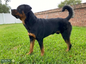 Tanks Stud Services - AKC Rottweiler w/ Championship Bloodlines Listing Image