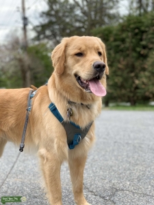 AKC Light Golden Retriever Stud Listing Image