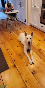 White german Shepherd  Listing Image