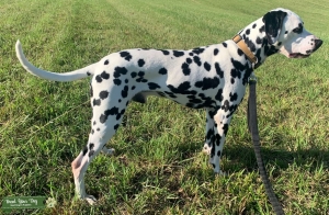 Dalmatian Stud Listing Image