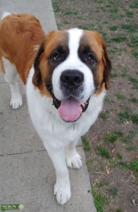 Saint Bernard Stud - Male Listing Image